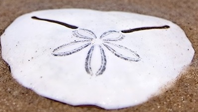 Sanctuary drug rehab