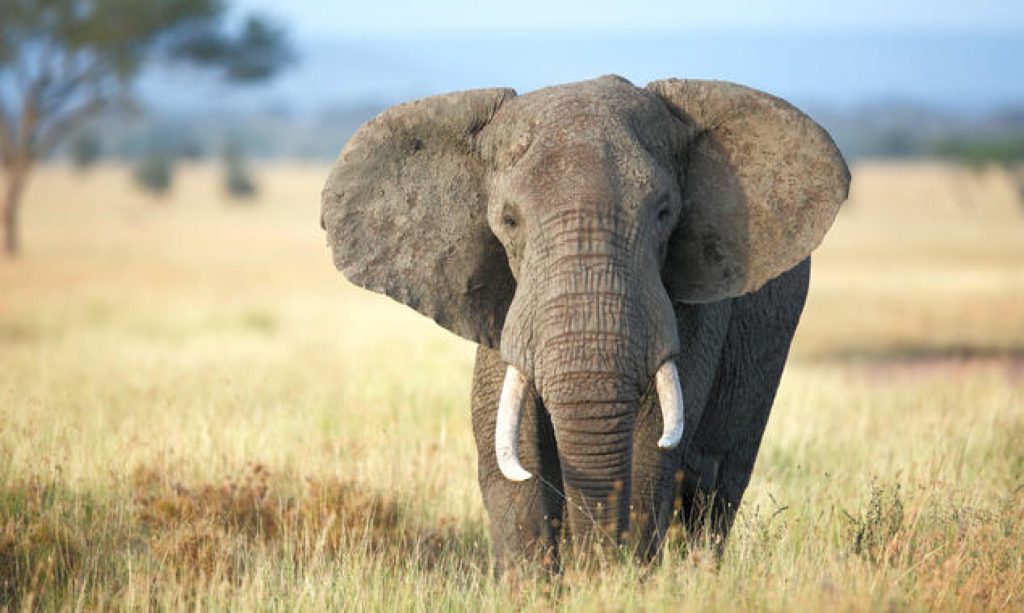 Depression and wellness treatment centre